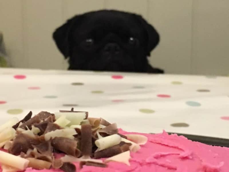 Housesitting assignment in Settle, United Kingdom