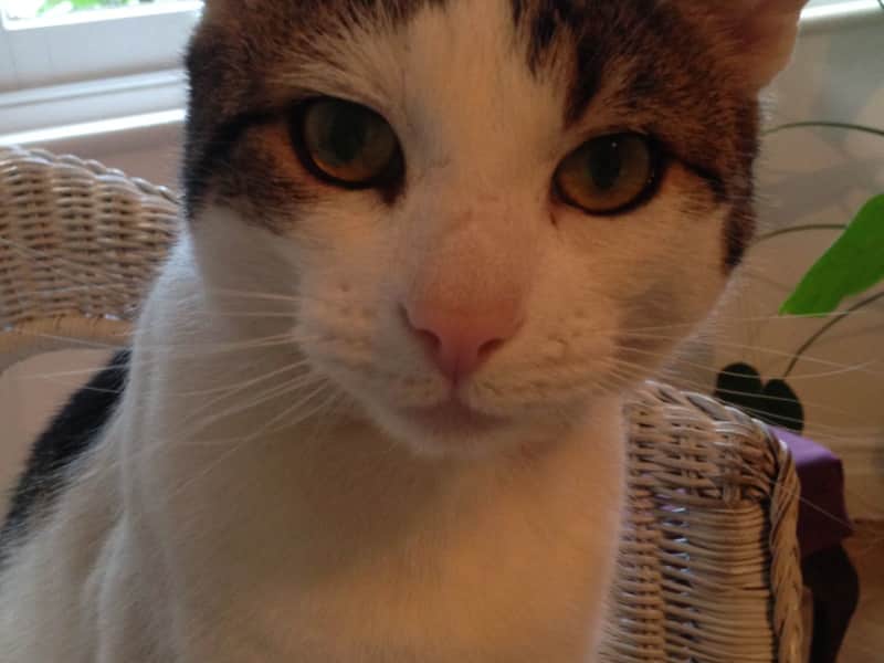 Housesitting assignment in London, United Kingdom