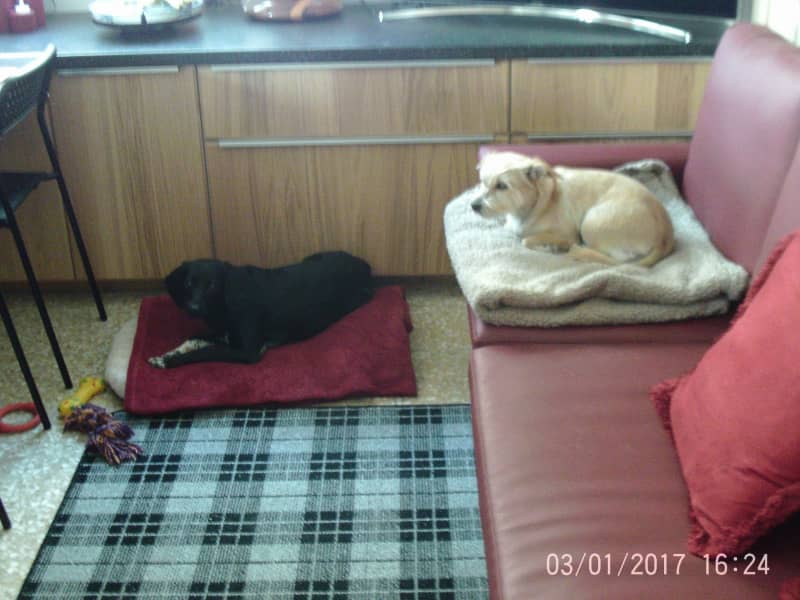 Housesitting assignment in Larnaca, Cyprus