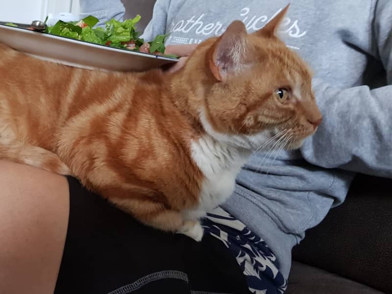 Housesitting assignment in Point Chevalier, New Zealand