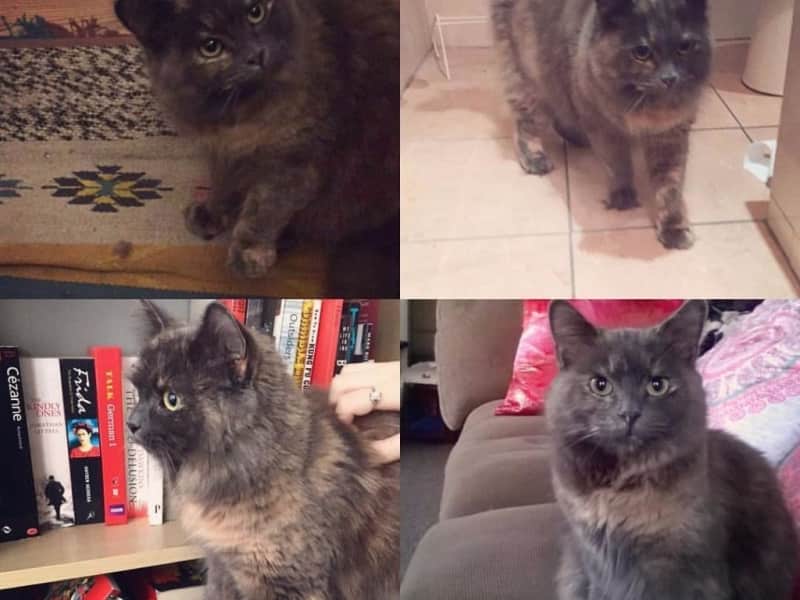 Housesitting assignment in Glasgow, United Kingdom