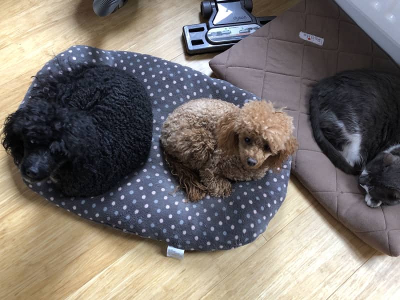 Housesitting assignment in Luton, United Kingdom