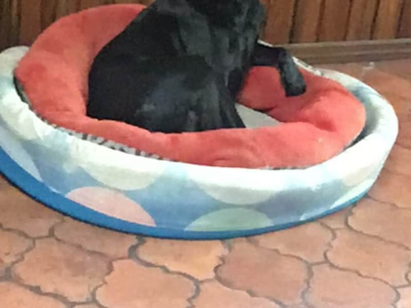 Housesitting assignment in San José, Costa Rica