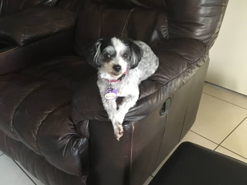Housesitting assignment in Bushland Beach, Queensland, Australia
