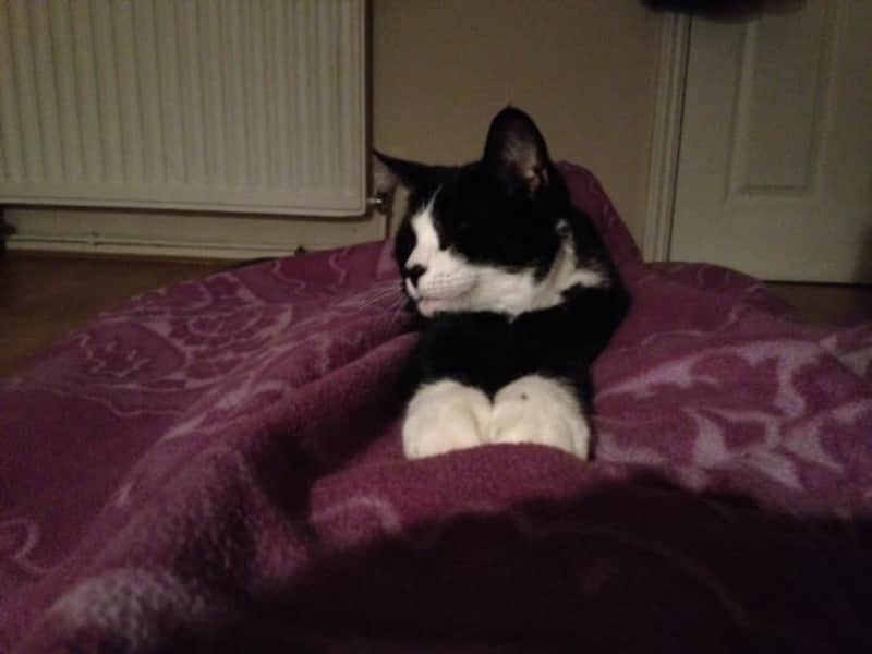 Housesitting assignment in Mitcham, United Kingdom