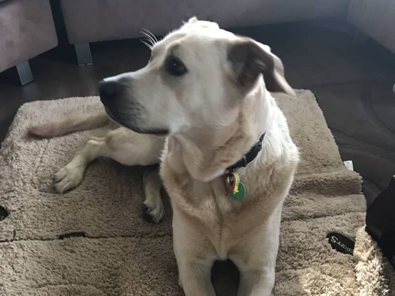 Housesitting assignment in New Plymouth, New Zealand