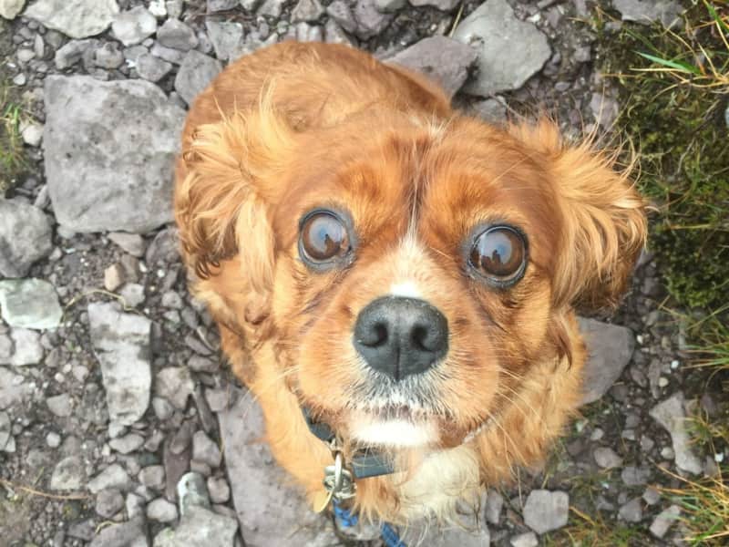 Housesitting assignment in Cahersiveen, Ireland