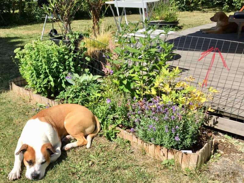 Housesitting assignment in Stockholm, Sweden