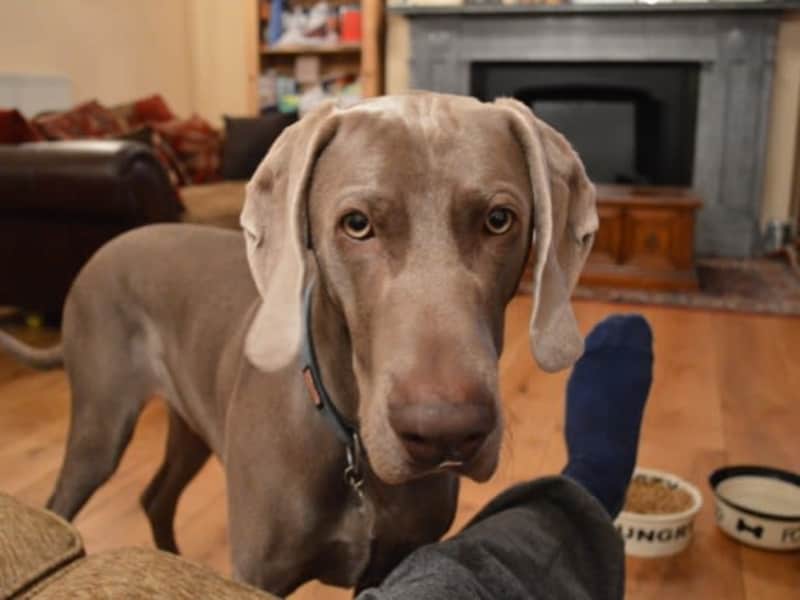 Housesitting assignment in Padeswood, United Kingdom