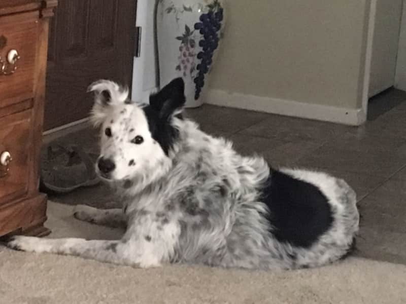 Housesitting assignment in Meridian, Idaho, United States