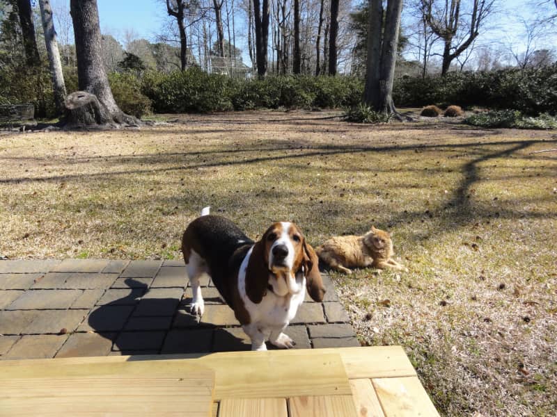 Housesitting assignment in Charleston, South Carolina, United States