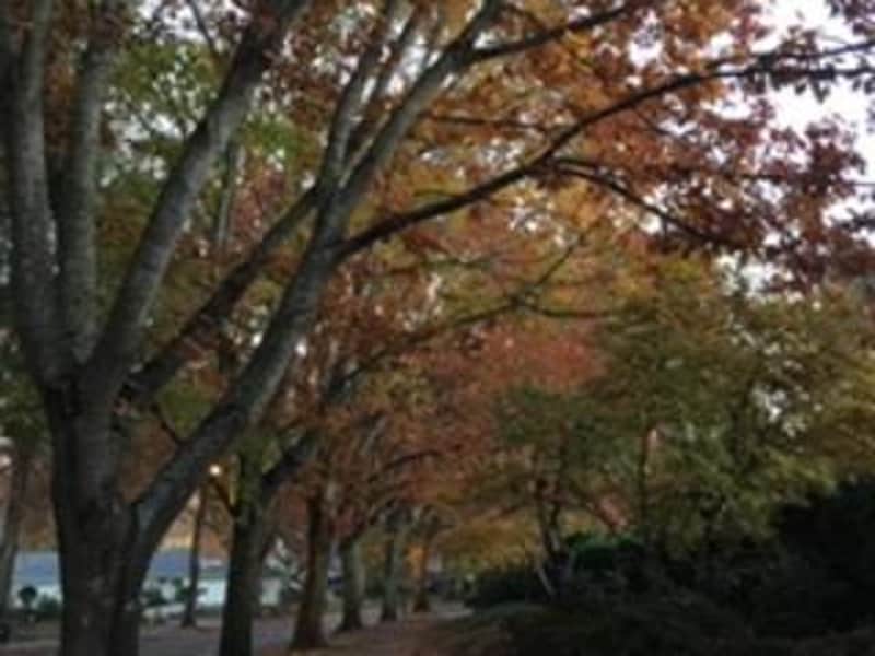 Housesitting assignment in Wilsonville, Oregon, United States