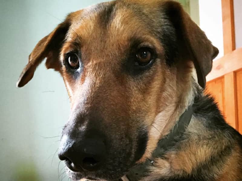 Housesitting assignment in Llanrwst, United Kingdom