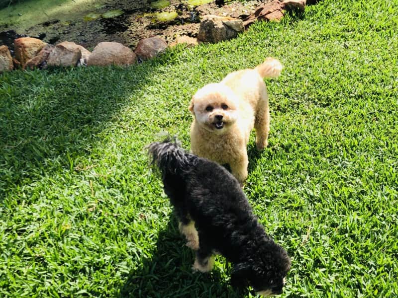 Housesitting assignment in Bassendean, Western Australia, Australia
