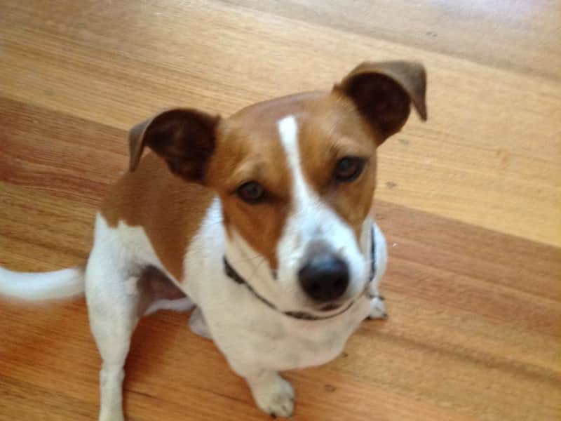 Housesitting assignment in Blairgowrie, Victoria, Australia
