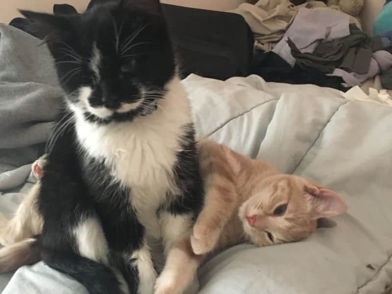 Housesitting assignment in Gladstone, Manitoba, Canada
