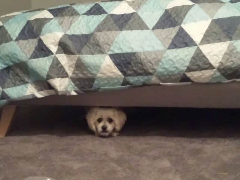 Housesitting assignment in Pakenham South, Victoria, Australia