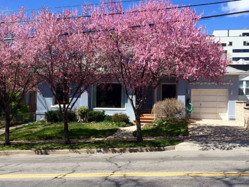 Housesitting assignment in Salt Lake City, Utah, United States