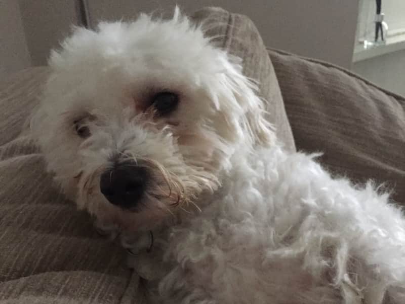 Housesitting assignment in Ryde, United Kingdom