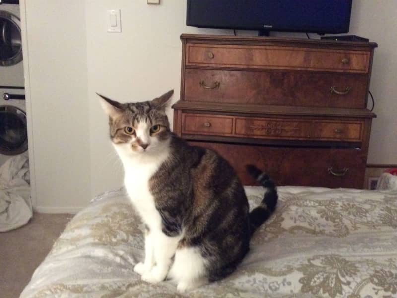 Housesitting assignment in Ottawa, Ontario, Canada