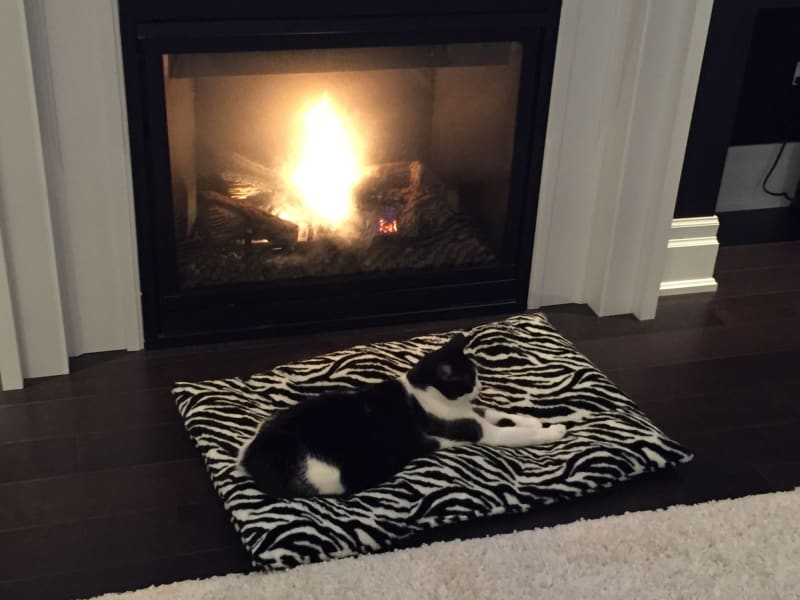 Housesitting assignment in Richmond Hill, Ontario, Canada