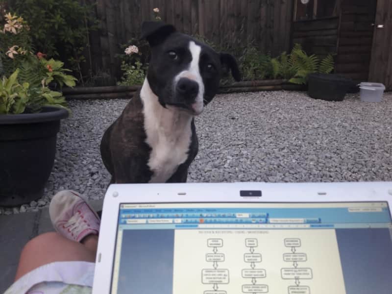 Housesitting assignment in Stoke-on-Trent, United Kingdom