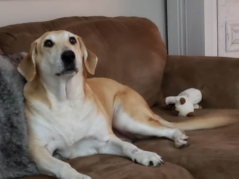 Housesitting assignment in Petrolia, Ontario, Canada