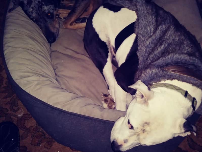 Housesitting assignment in Memphis, Tennessee, United States