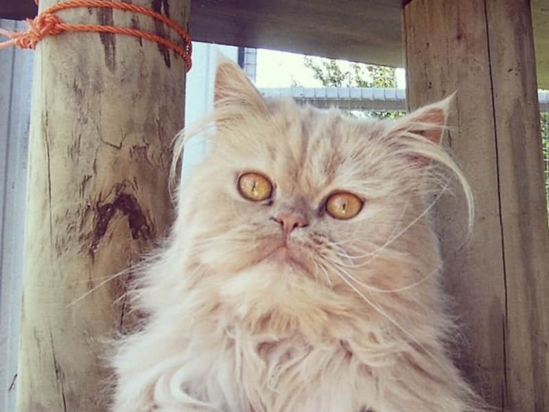 Housesitting assignment in Portland, Victoria, Australia