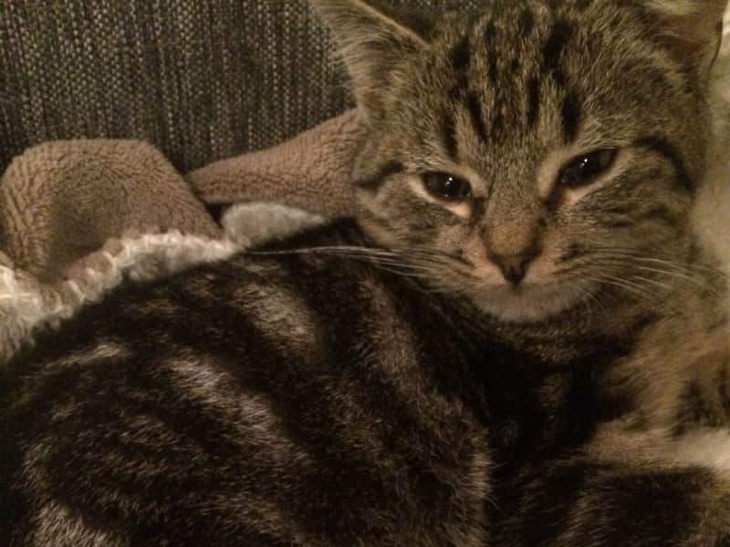 Housesitting assignment in Brussels, Belgium