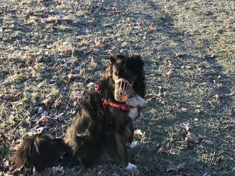 Housesitting assignment in London, United Kingdom