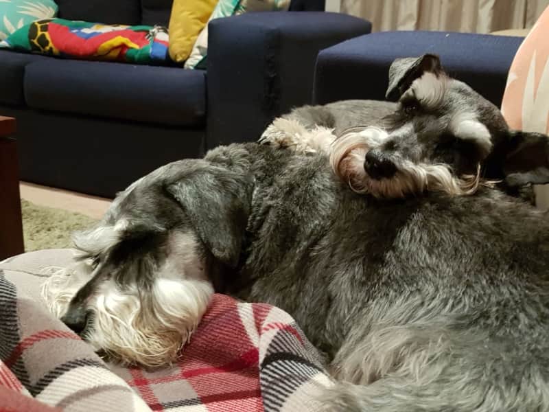 Housesitting assignment in Highfields, Queensland, Australia