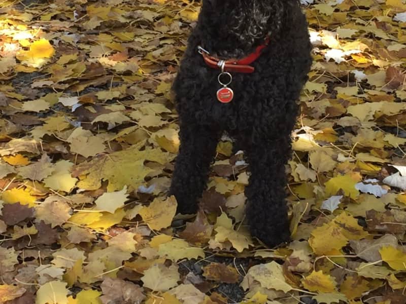 Housesitting assignment in Launceston, Tasmania, Australia