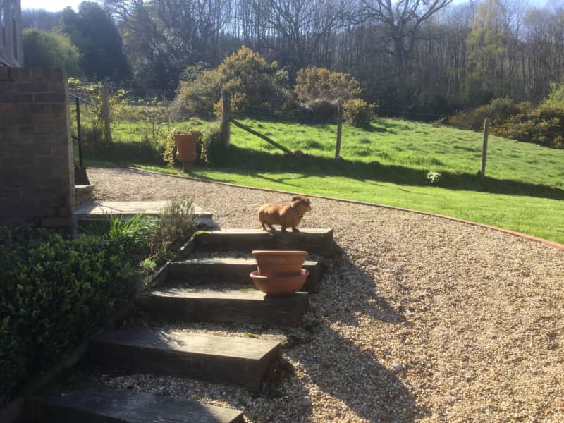 Housesitting assignment in Lurgashall, United Kingdom