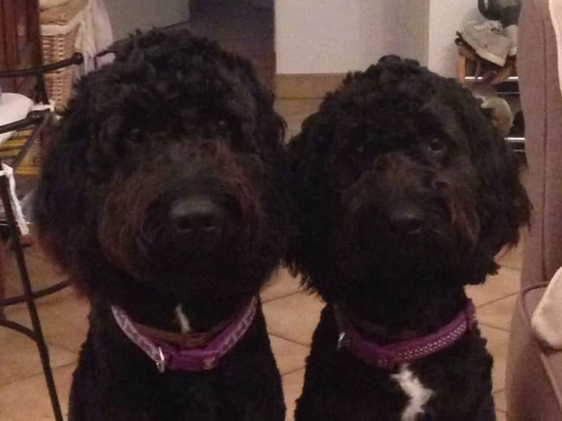 Housesitting assignment in Grimsby, United Kingdom