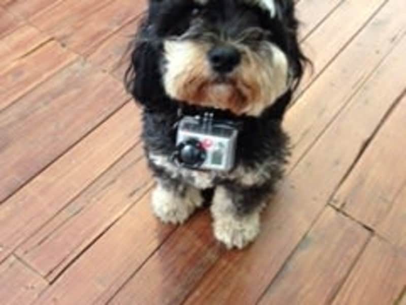 Housesitting assignment in Sydney, New South Wales, Australia