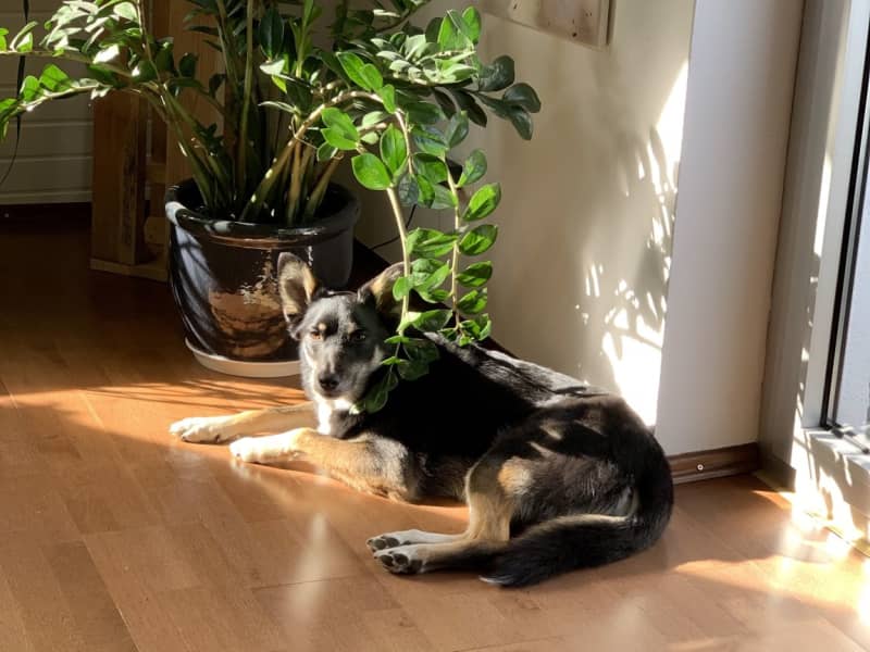 Housesitting assignment in Munich, Germany