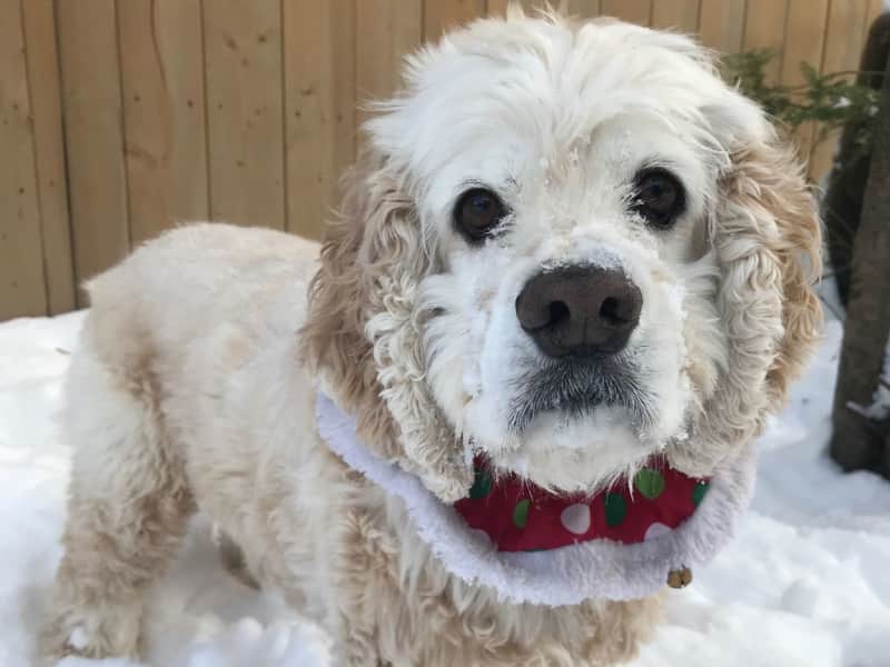 Housesitting assignment in Hamilton, Ontario, Canada