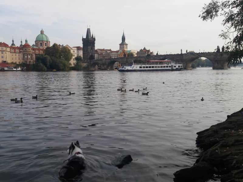 Housesitting assignment in Prague, Czech Republic