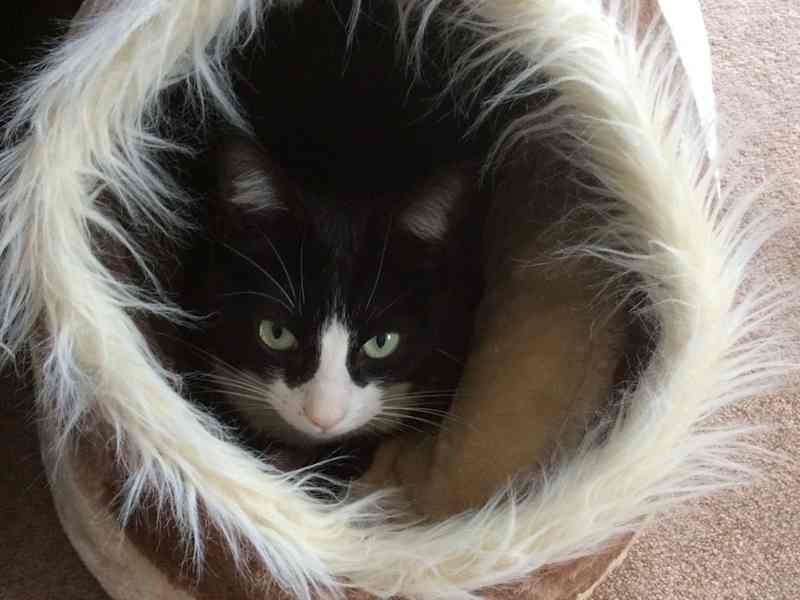 Housesitting assignment in Milton Keynes, United Kingdom