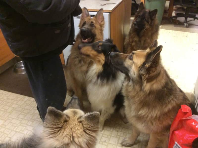 Housesitting assignment in Edmonton, Alberta, Canada