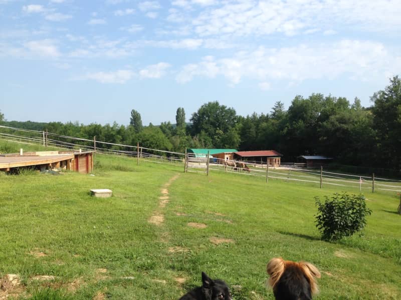 Housesitting assignment in Durfort-Lacapelette, France