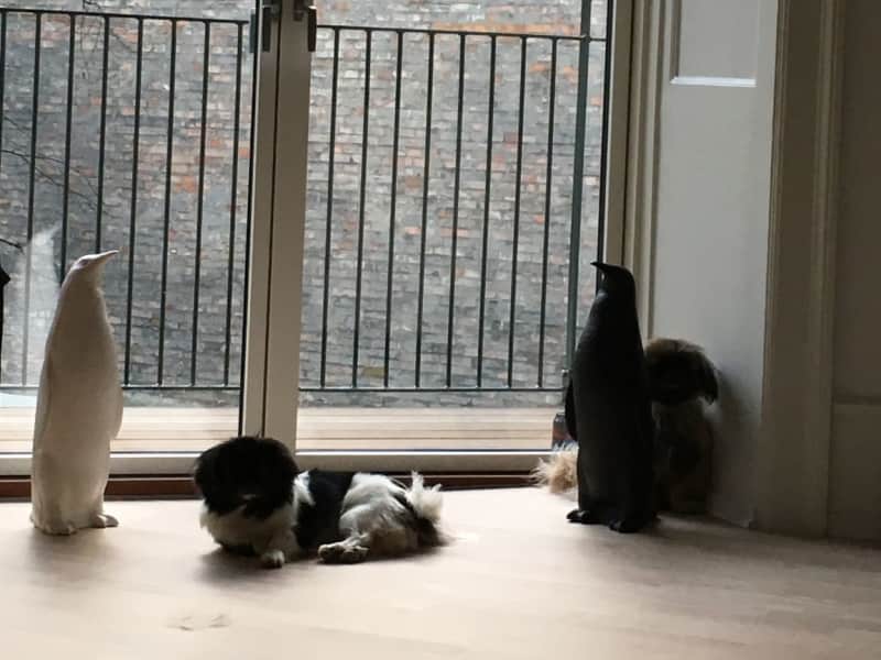 Housesitting assignment in Copenhagen, Denmark