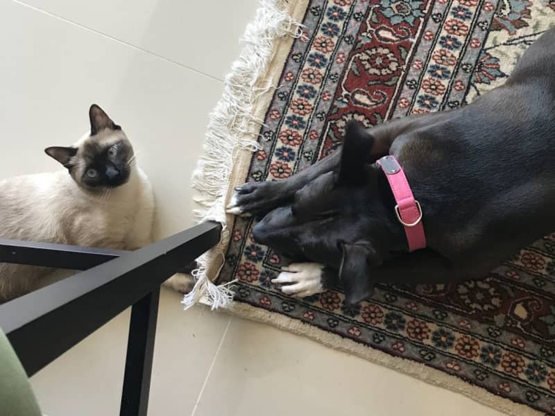 Housesitting assignment in Santo Domingo, Dominican Republic