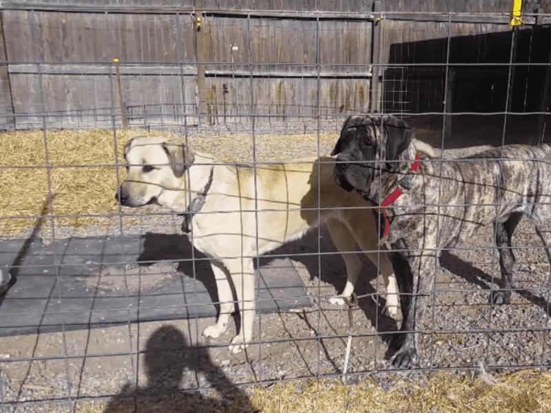 Housesitting assignment in Monte Vista, Colorado, United States