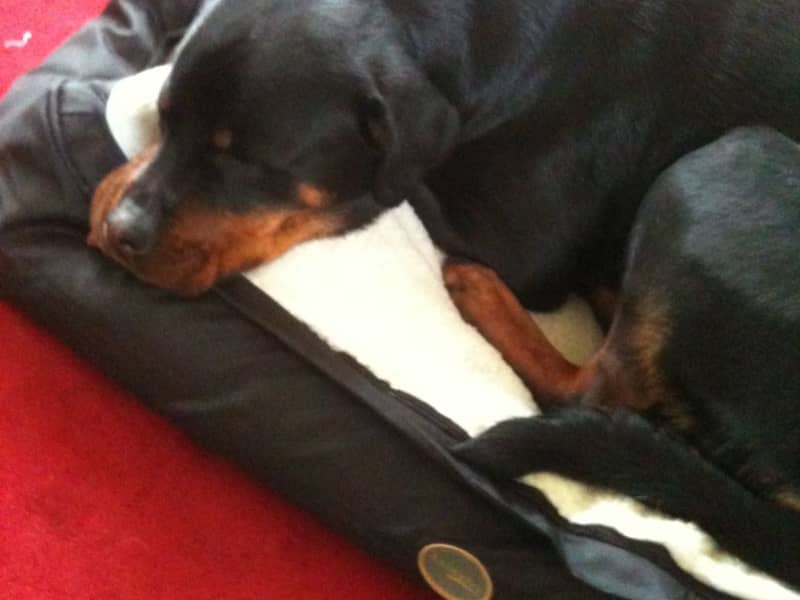 Housesitting assignment in Greenwich, New South Wales, Australia