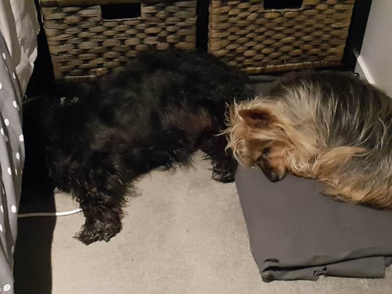 Housesitting assignment in Whangarei, New Zealand