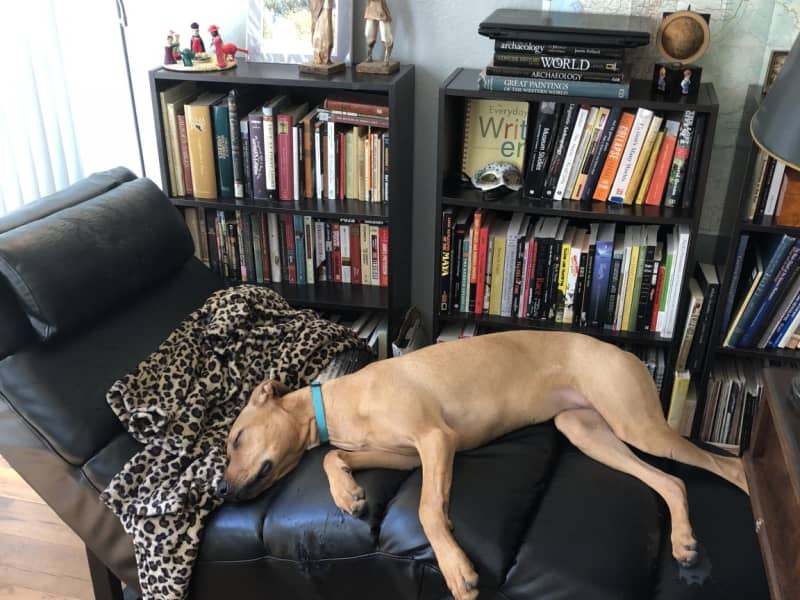 Housesitting assignment in Scottsdale, Arizona, United States