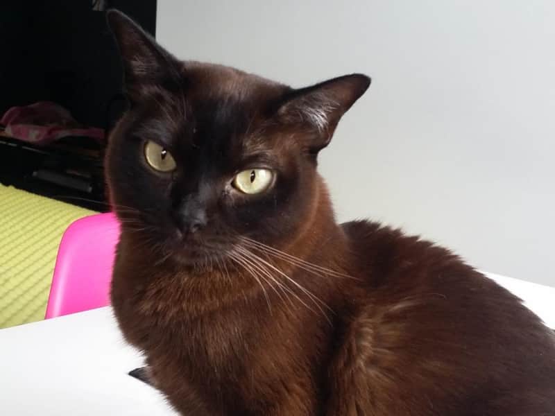Housesitting assignment in Narre Warren South, Victoria, Australia