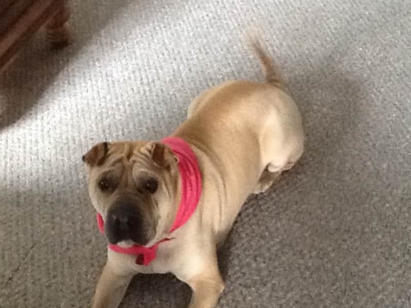 Housesitting assignment in Kelowna, British Columbia, Canada